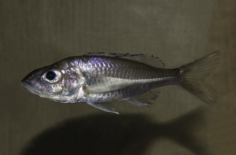 Trematocara unimaculatum 'Kansombo Banks'